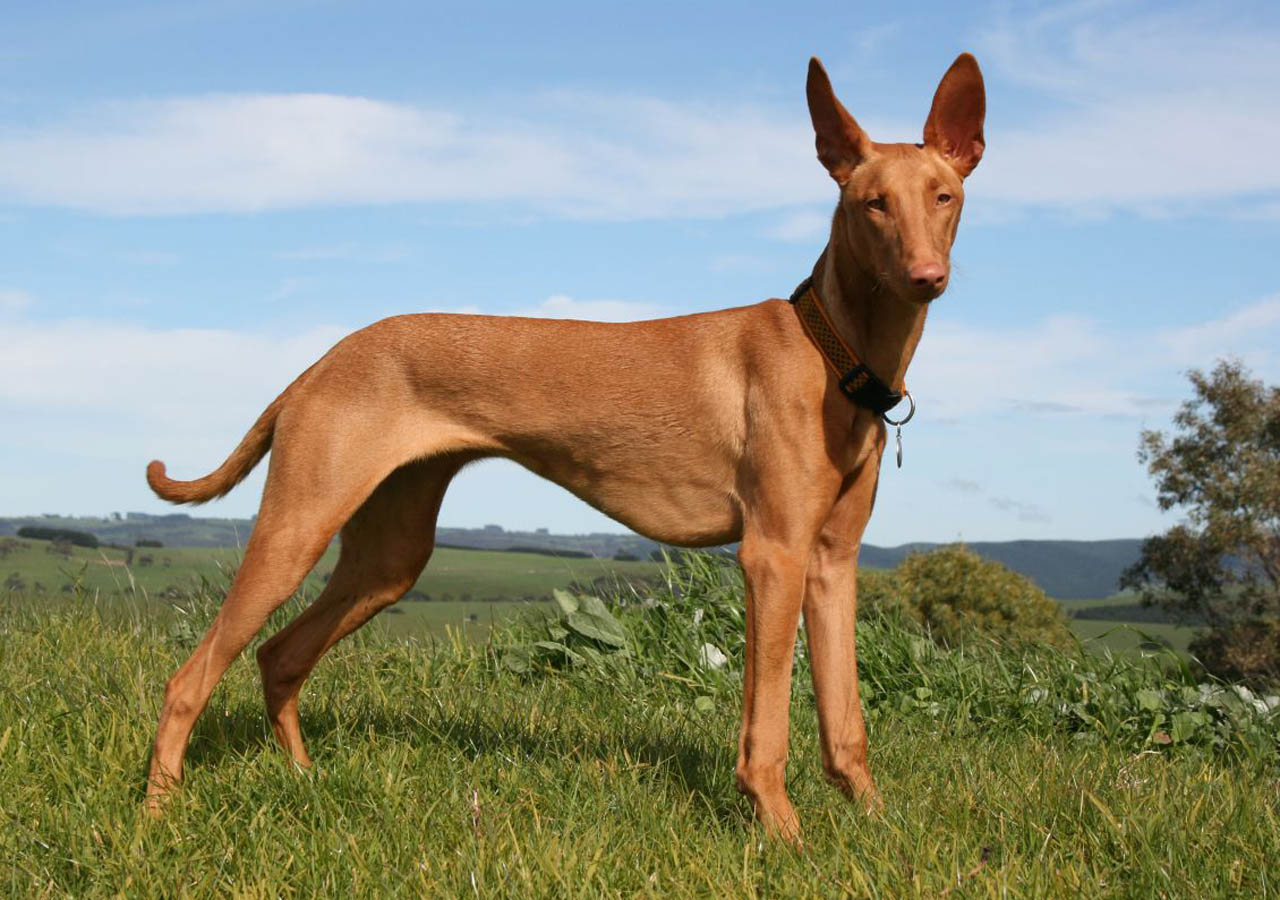 Top10 Expensive Dog Breeds